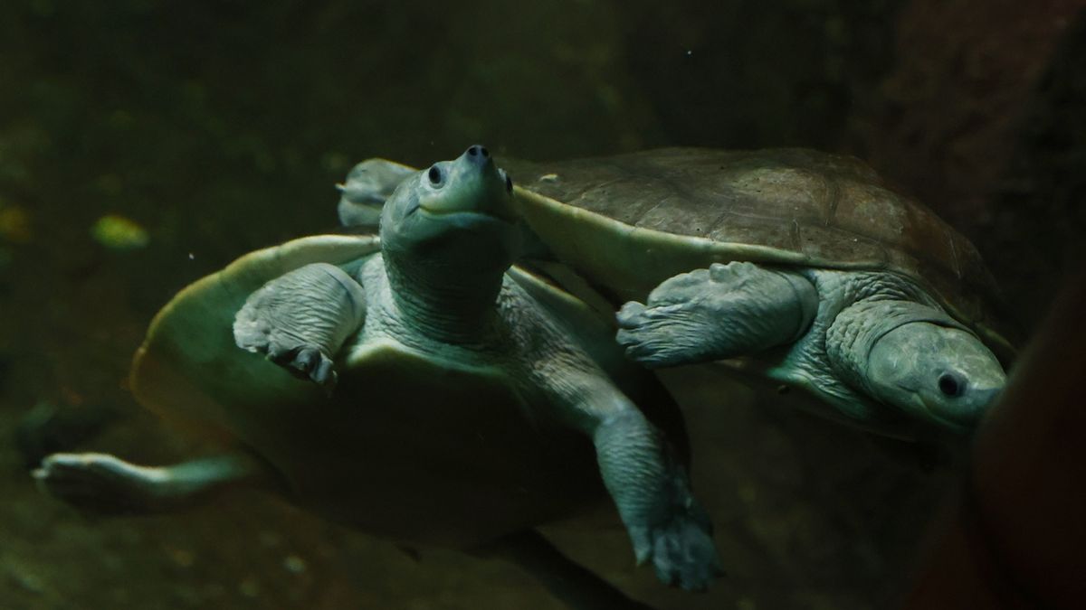 Vzácné želvy v pražské zoo mají neustále úsměv na tváři